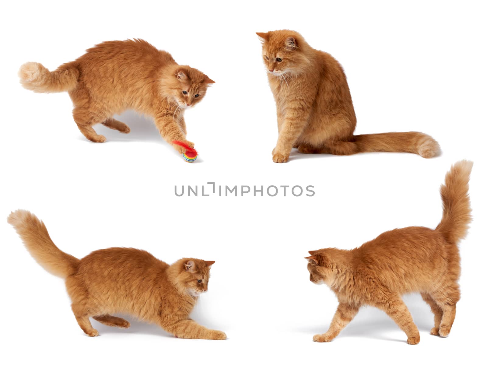 adult fluffy red cat plays with a red ball, cute animal isolated on a white background, set