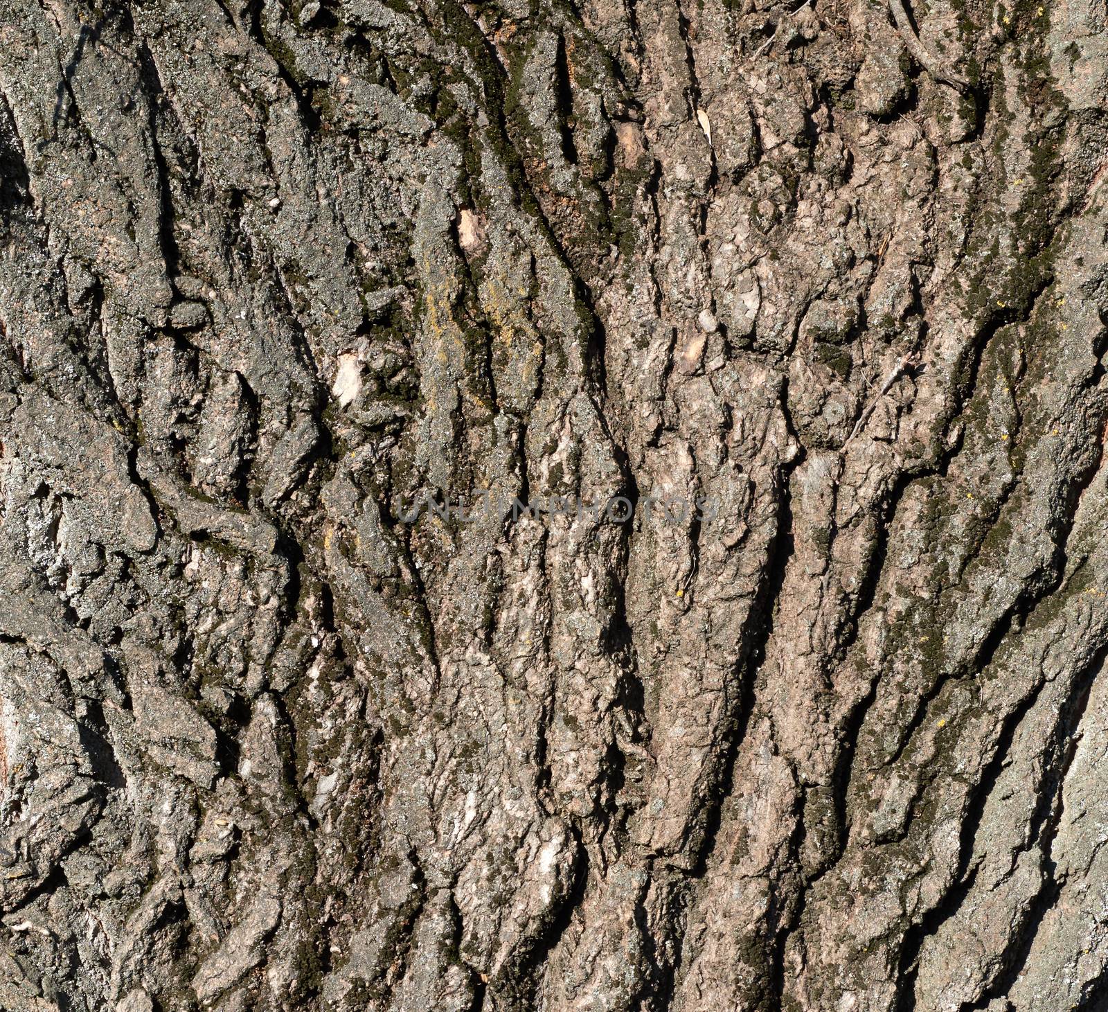 growing tree bark texture, fragment, full frame, close up