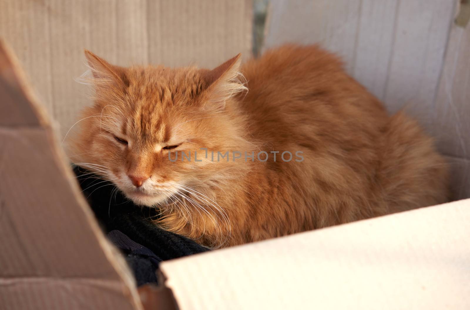 adult red cat sitting in a cardboard box on the street, concept of stray animals, close up