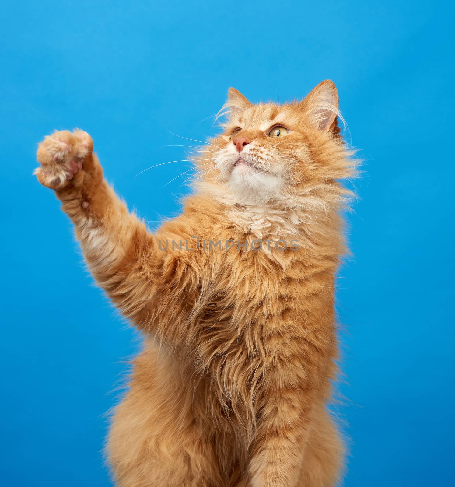 adult fluffy red cat sitting and raised its front paws up, imitation of holding any object, animal a blue background
