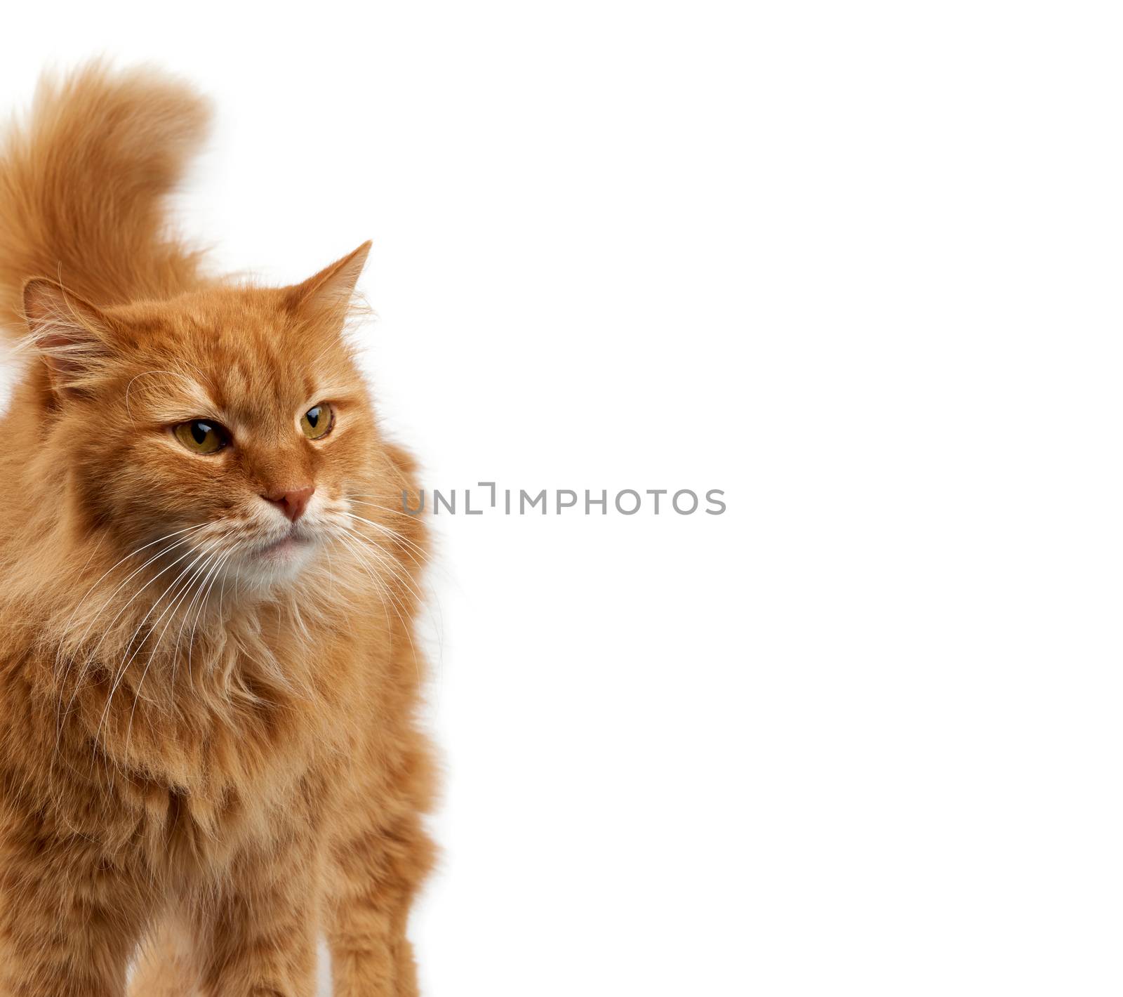 adult big fluffy red ginger domestic cat stands isolated on a white background, animal looks away, empty place for inscription
