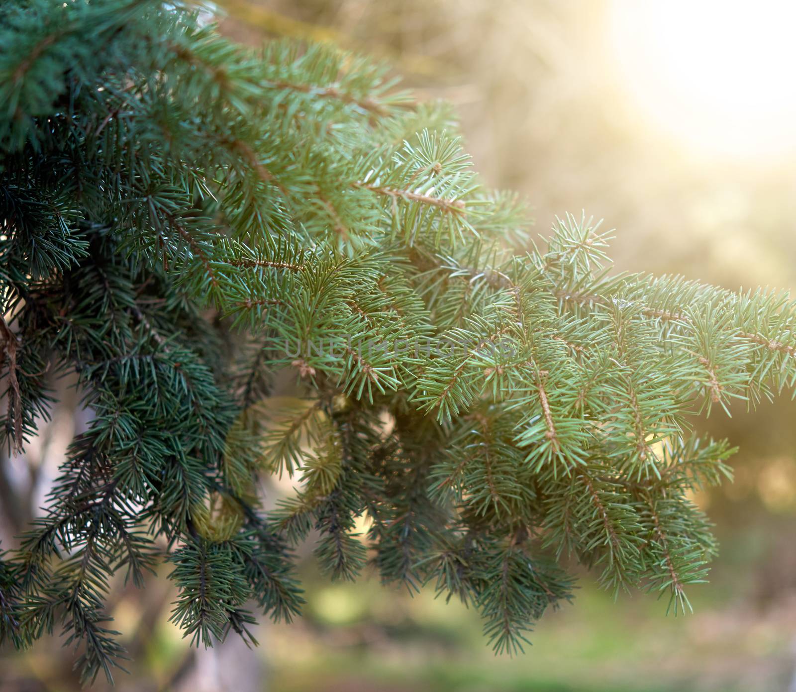 green spruce branch in the rays of the setting sun in the park, selective focus