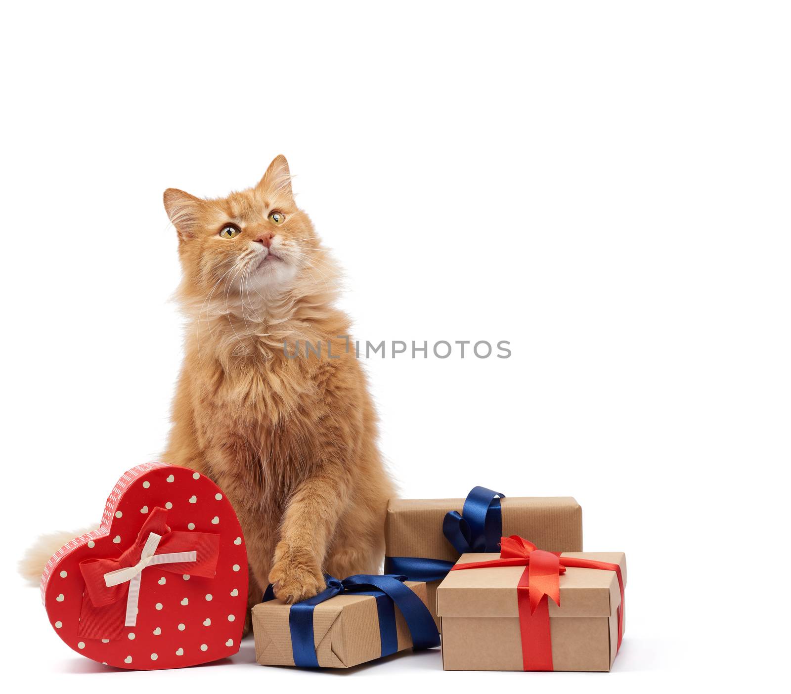 funny adult ginger cat sitting in the middle of boxes wrapped in brown paper and tied with silk ribbon, gifts and an animal on a white background, birthday greeting card, valentines day