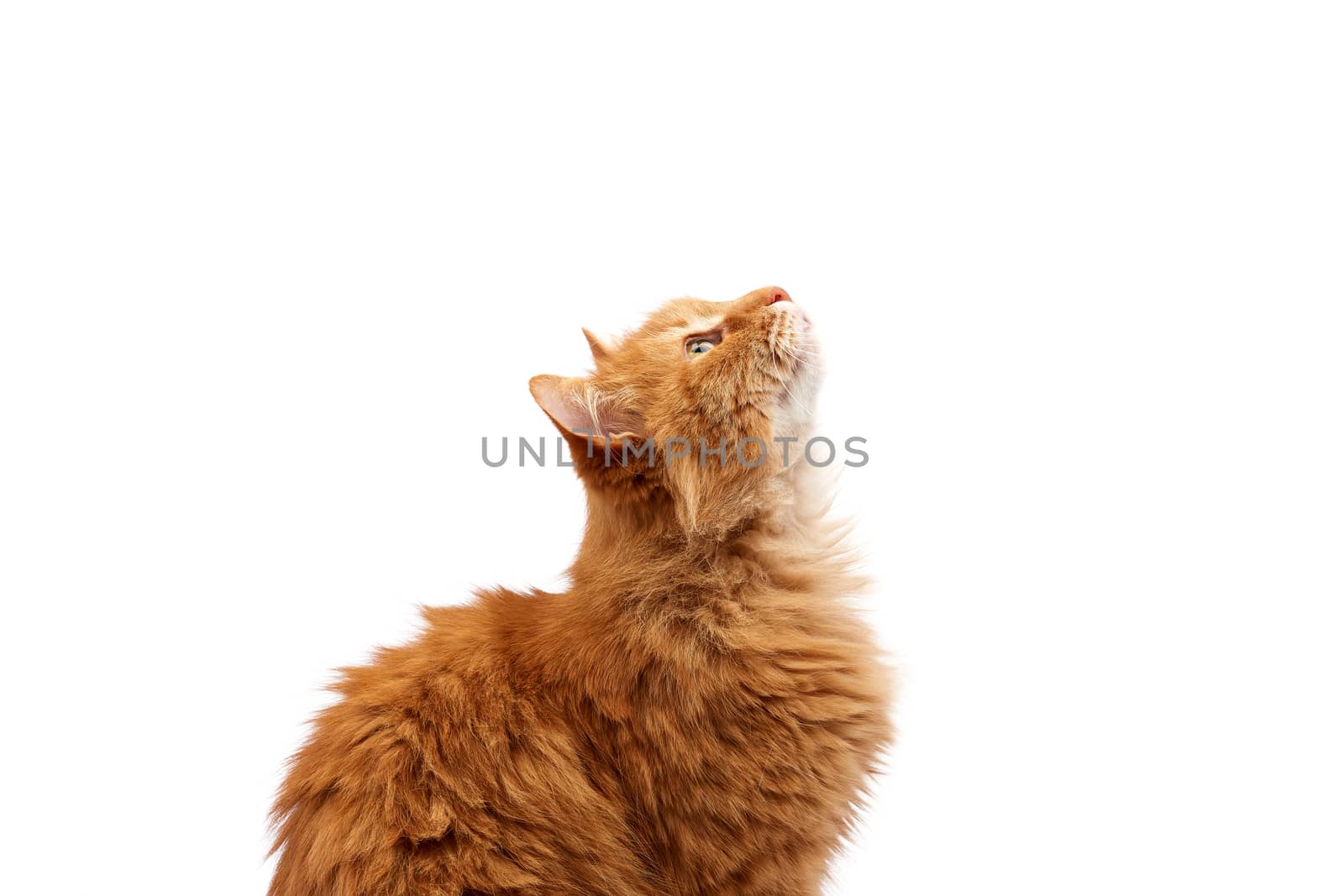 muzzle adult large fluffy red ginger domestic cat sits sideways isolated on a white background, animal lifted the head up