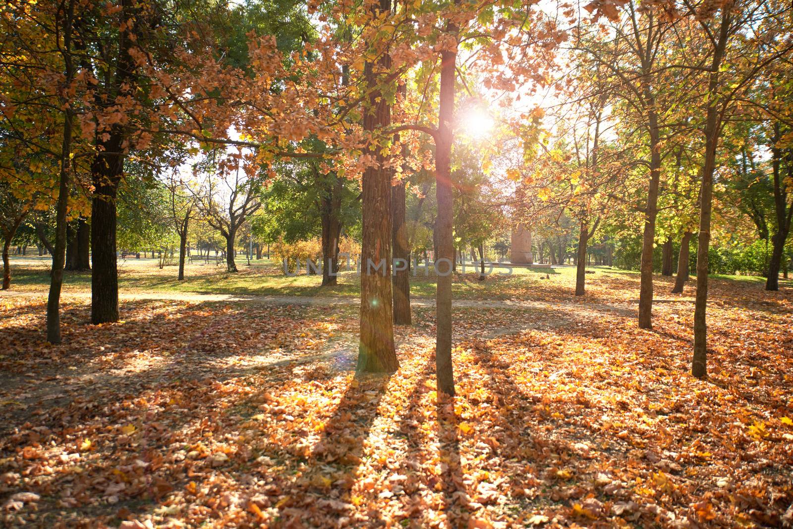 city park without people on an autumn day, bright rays of the sun shine through the crowns of maple trees