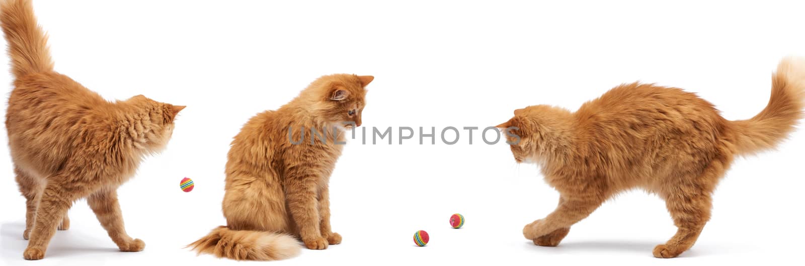 adult fluffy red cat plays with a red ball, cute animal isolated on a white background, set
