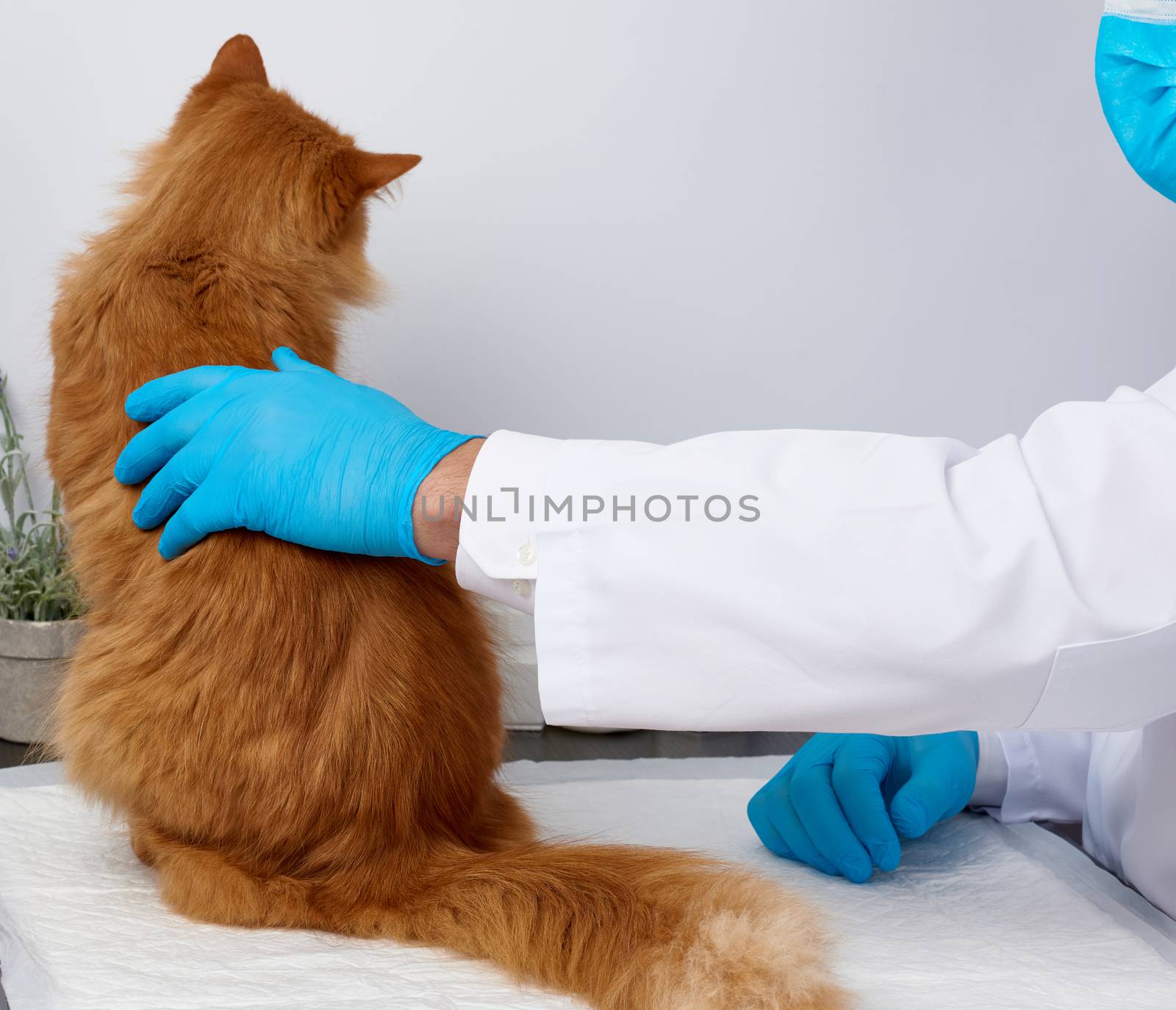 veterinarian man in a white medical coat and blue sterile gloves sits at a table and examines an adult fluffy red cat, vet workplace, white background