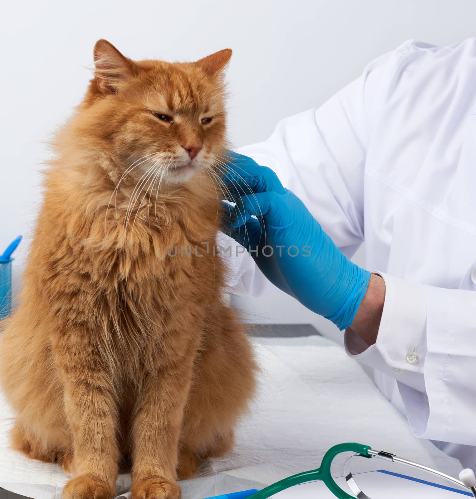vet doctor in a white medical coat sits at a table and examines an adult fluffy red cat, vet workplace, white background