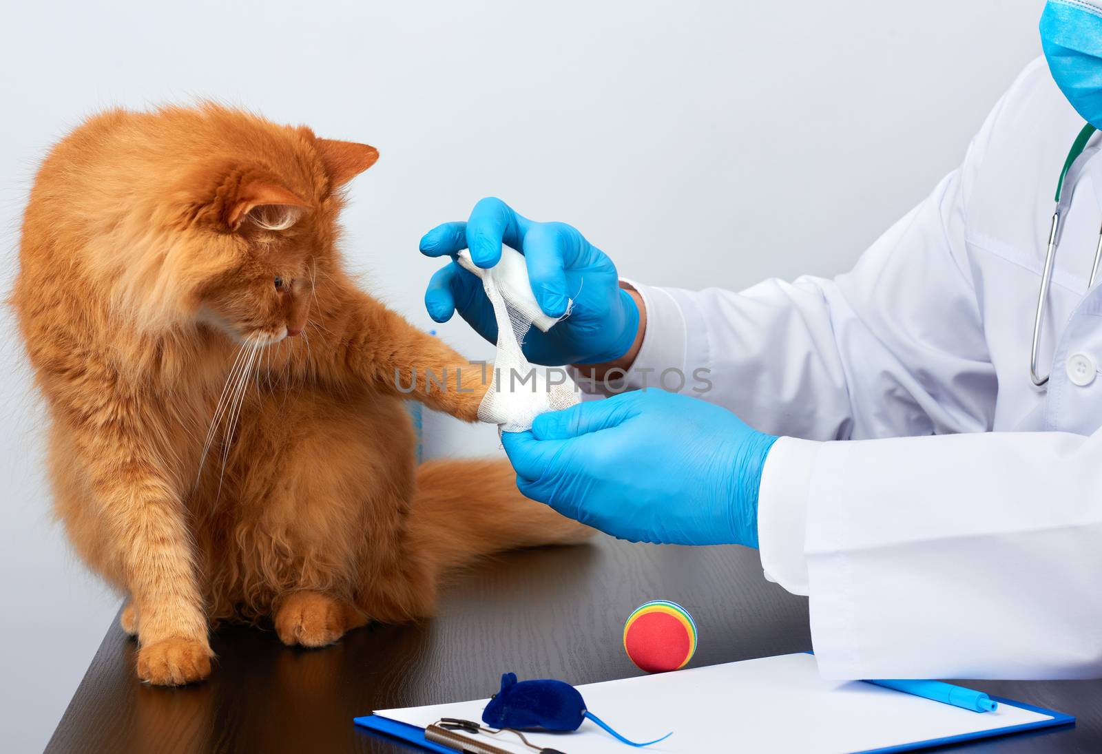 veterinarian man in a white medical coat and blue sterile gloves sits at a table and bandaging his paw to an adult fluffy red cat, vet workplace, white background