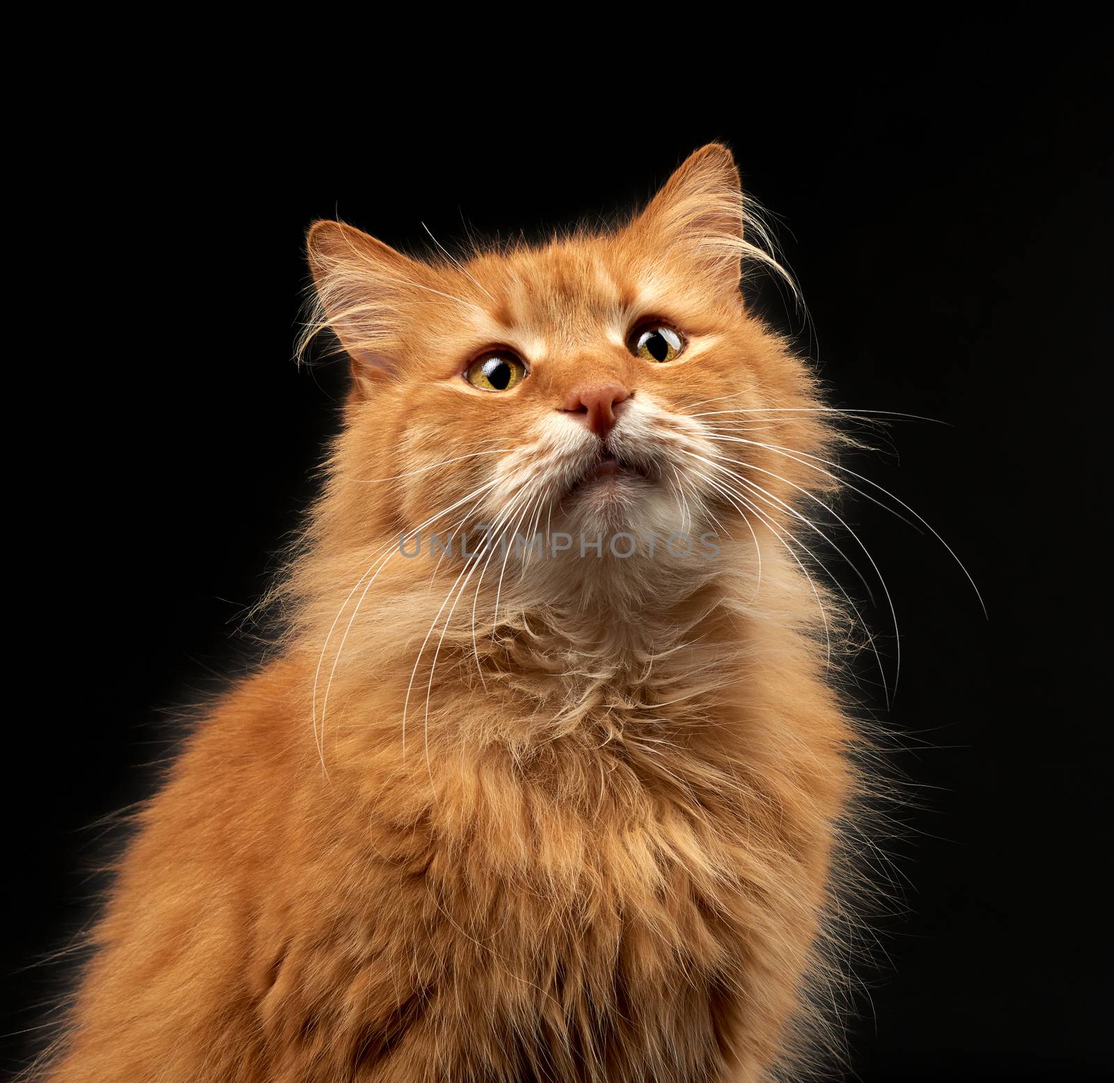 portrait of an adult ginger red cat with a large white mustache, the animal poses on a black background, close up