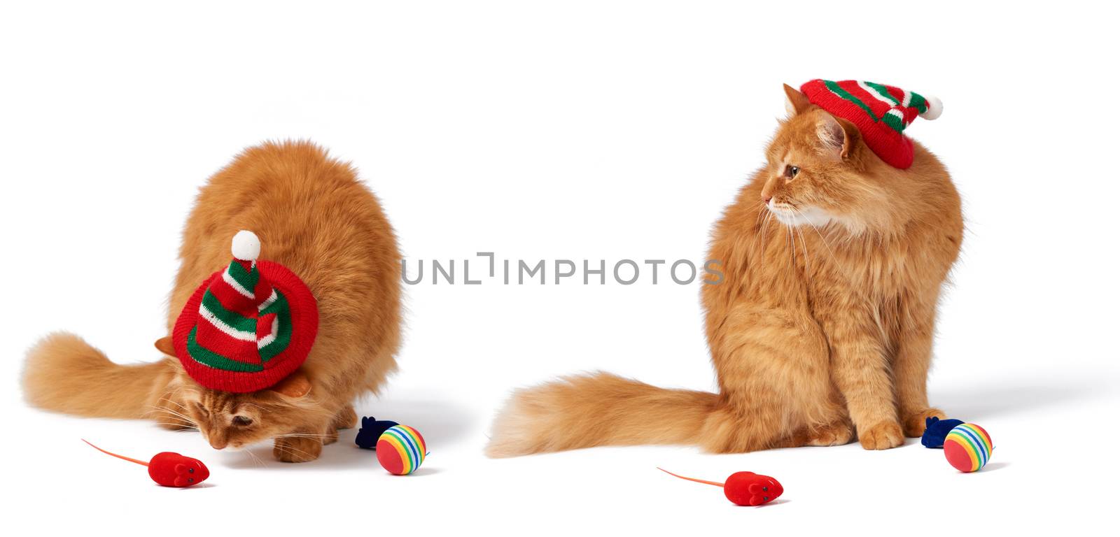 big red fluffy cat sits on an isolated white background in a red by ndanko