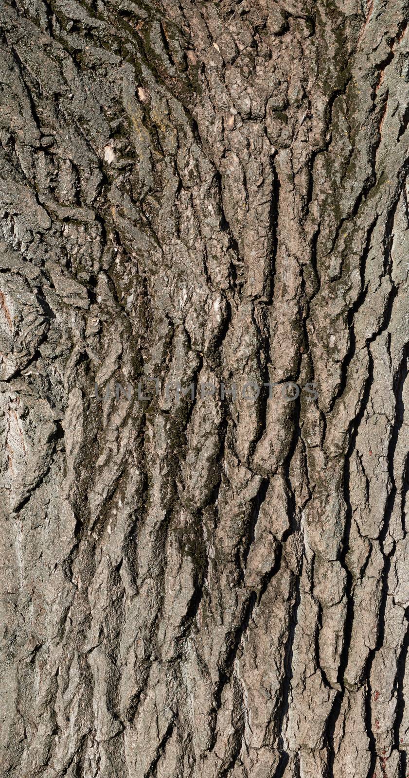growing tree bark texture, fragment, full frame