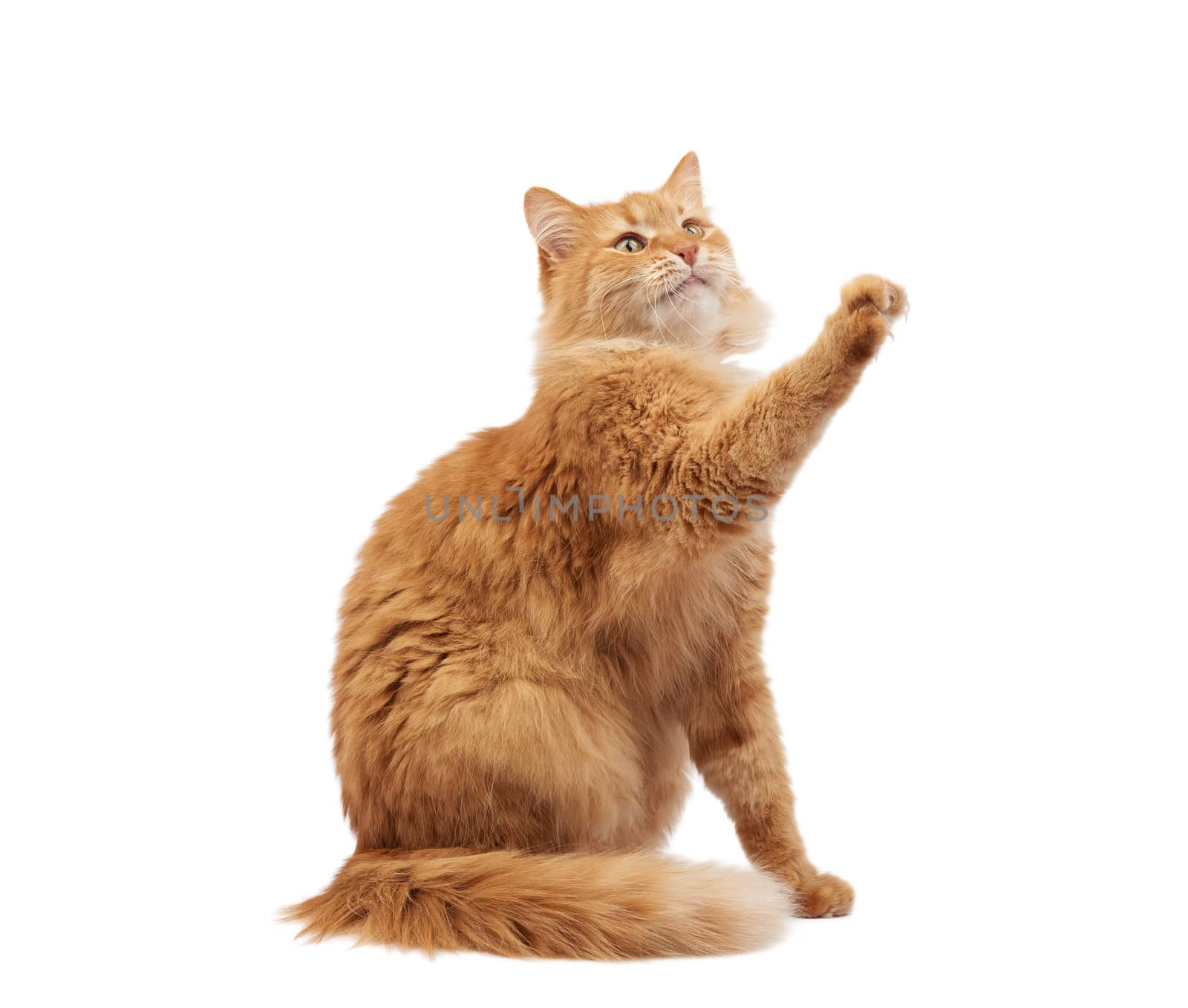 adult fluffy red cat sitting and raised its front paws up, imitation of holding any object, animal isolated on a white background