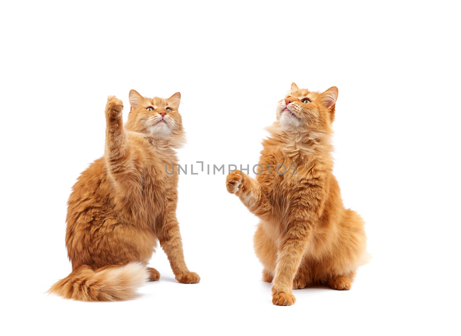 Cute adult fluffy red cat sitting and raised its front paws up, imitation of holding any object, animal isolated on a white background, set