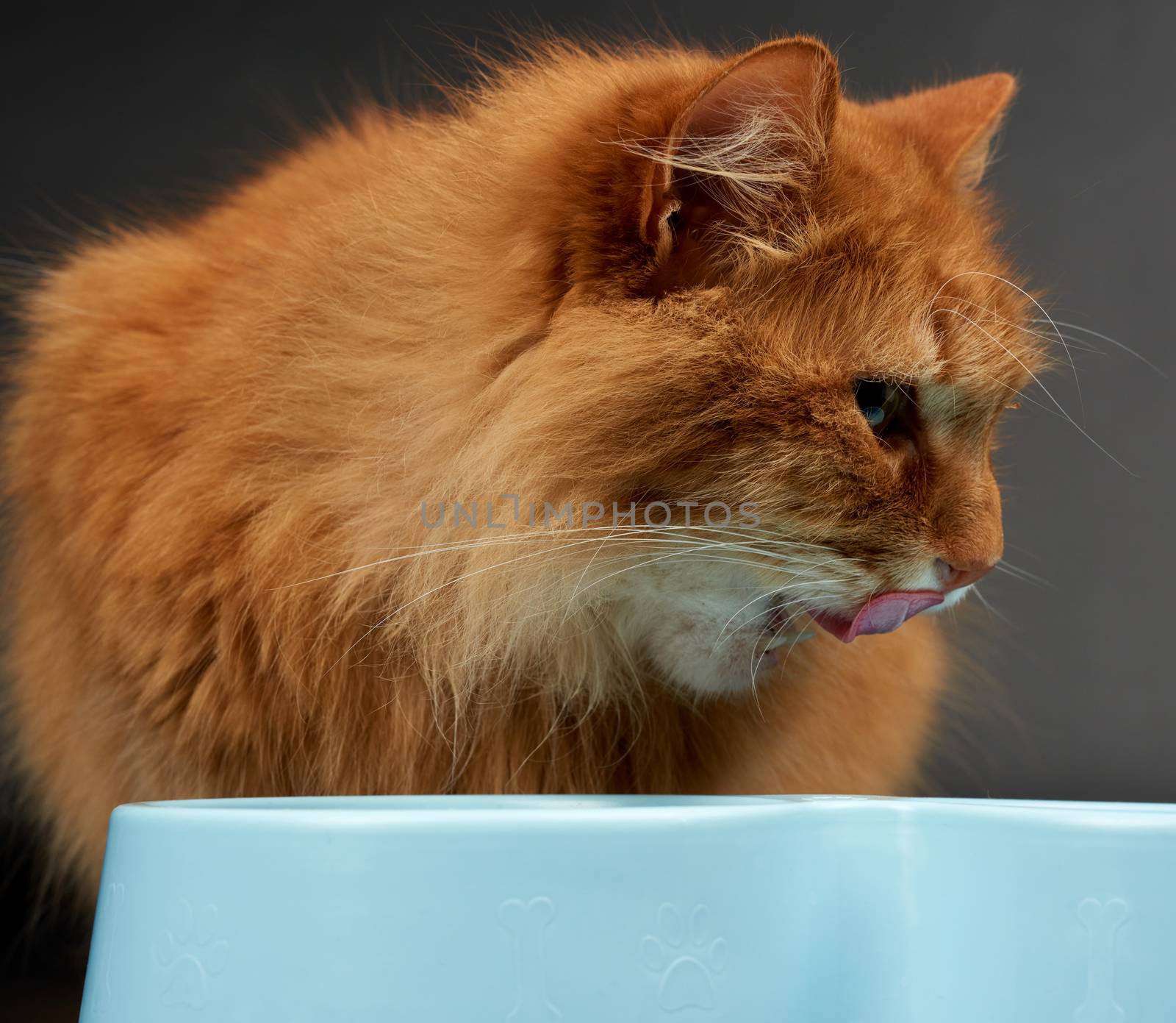 adult red cat eats food from a blue plastic bowl on a black background, close up
