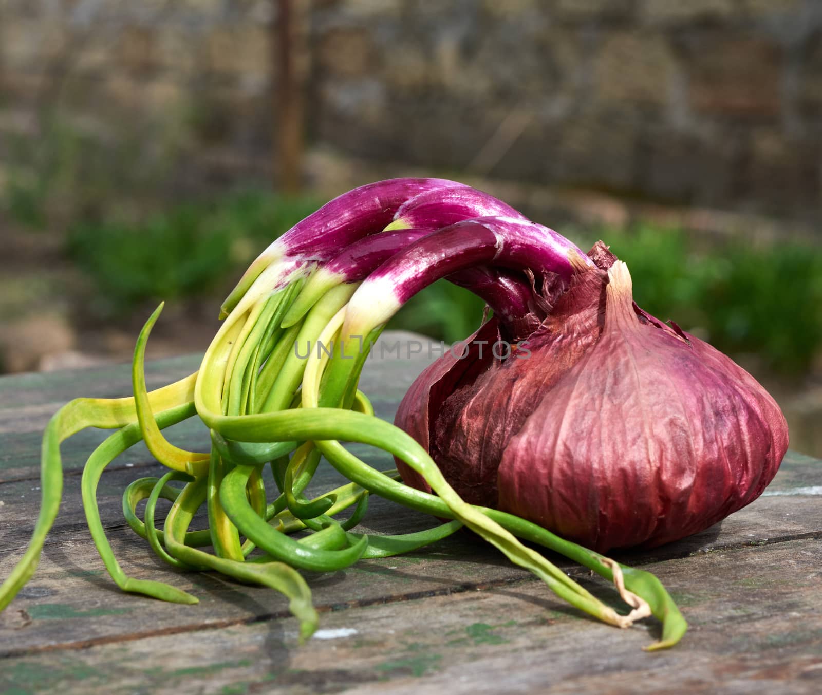 red onion with sprouted green leaves on a wooden background, close up
