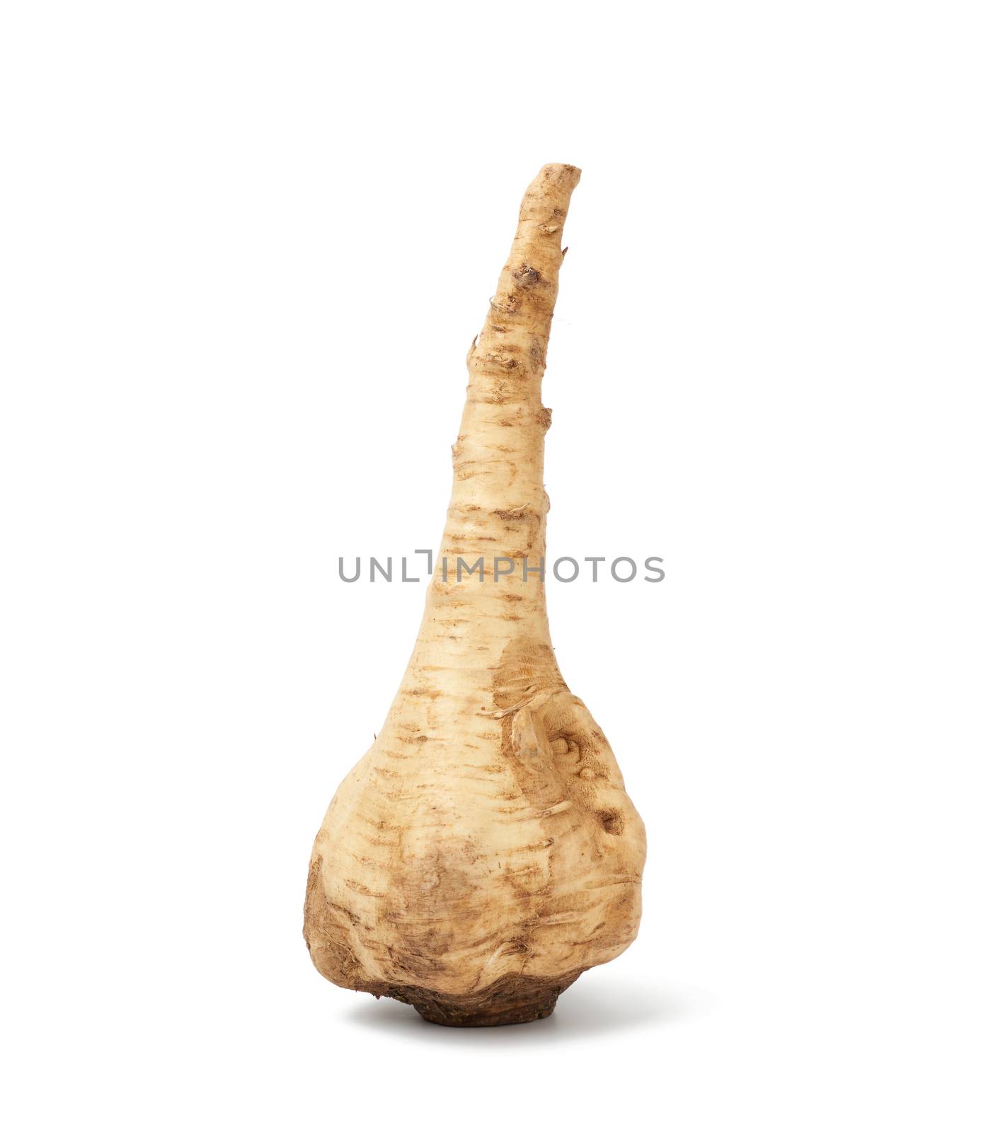 large parsnip root isolated on a white background, healthy and tasty vegetable