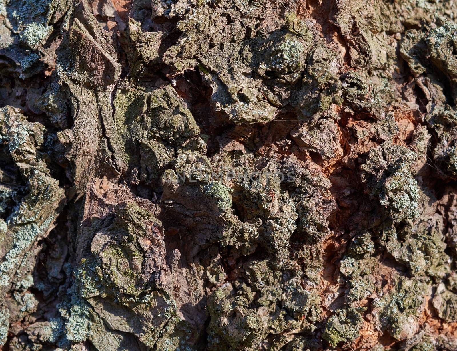 old gray ash bark texture, full frame, element for designer, close up