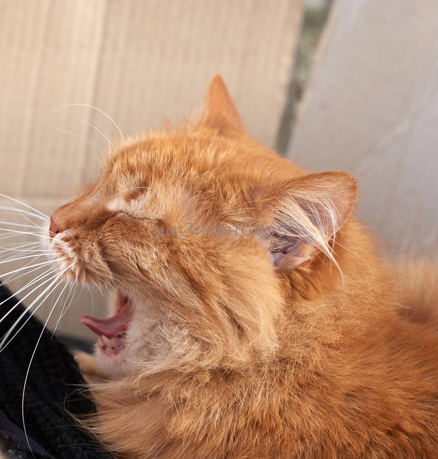 adult red cat sleeps and yawns, close up