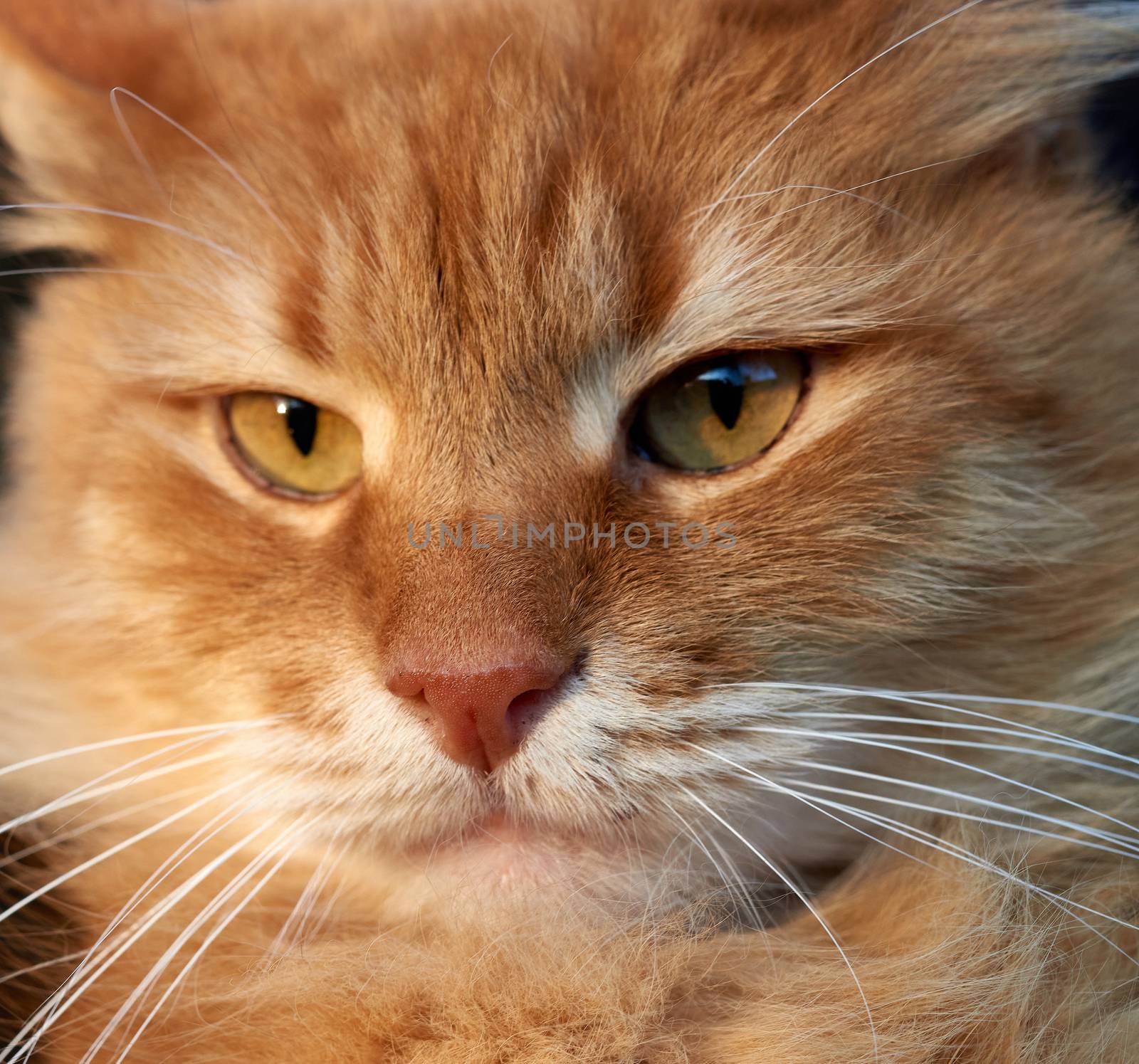 portrait of an adult ginger cat, close up