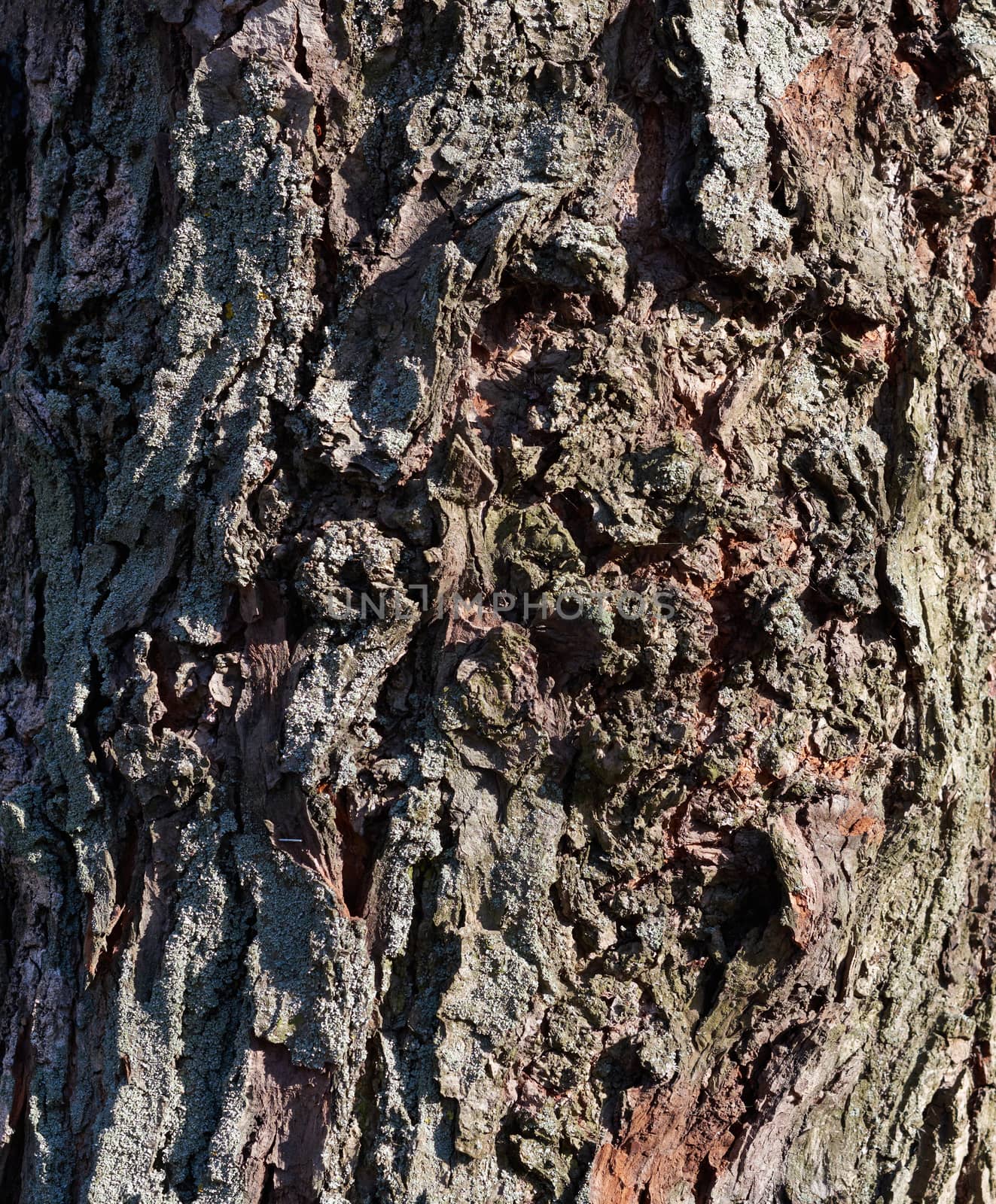 gray texture of acacia tree bark, full frame, element for designer, close up