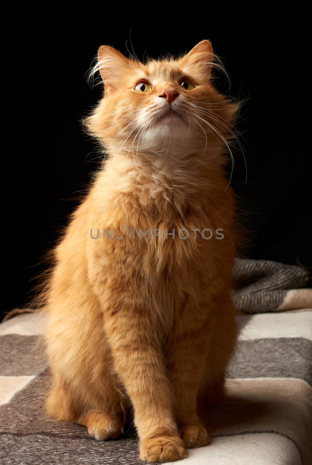 adult red cat with white mustache sits on a woolen blanket, dark background, animal looks up