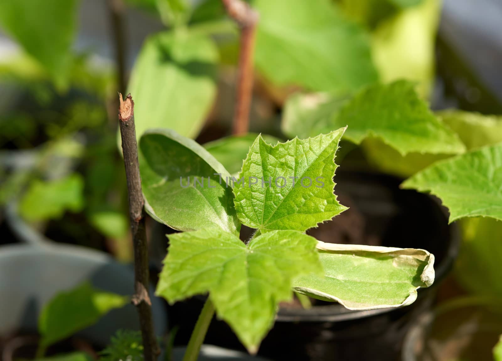 green sprouts of cucumbers, seedlings for planting in the ground, close up