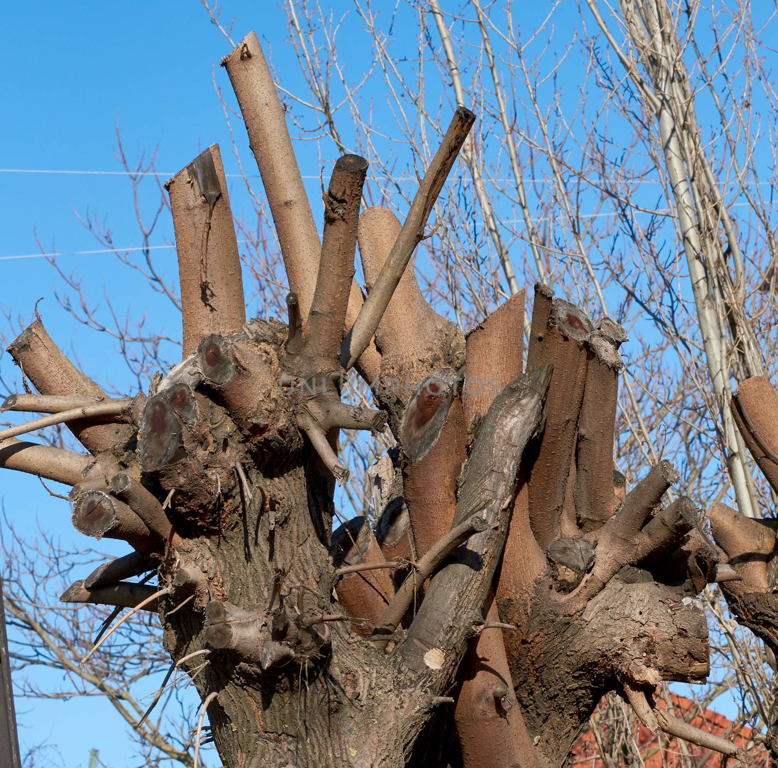 clipped tree crown acacia on city street, spring pruning