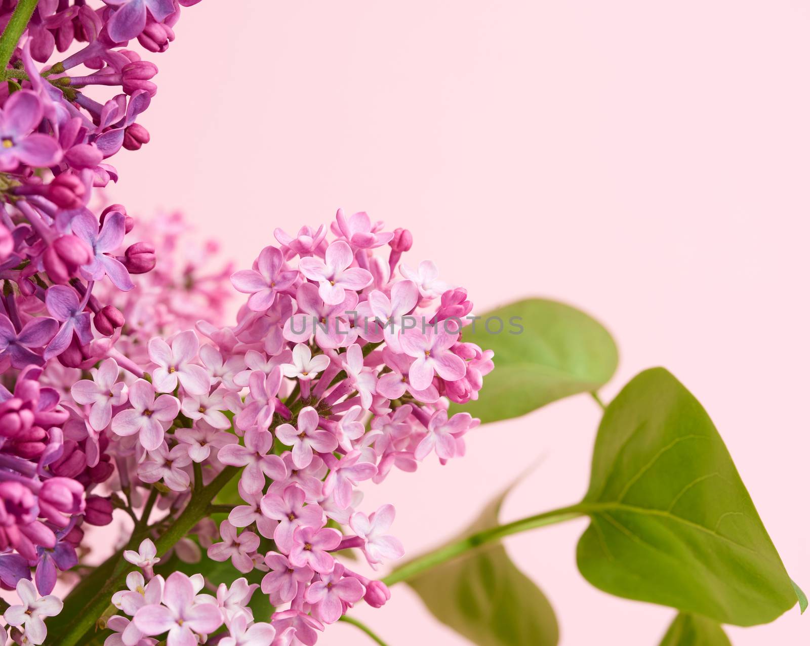 bouquet of purple and pink lilac on a pink background, macro, copy space