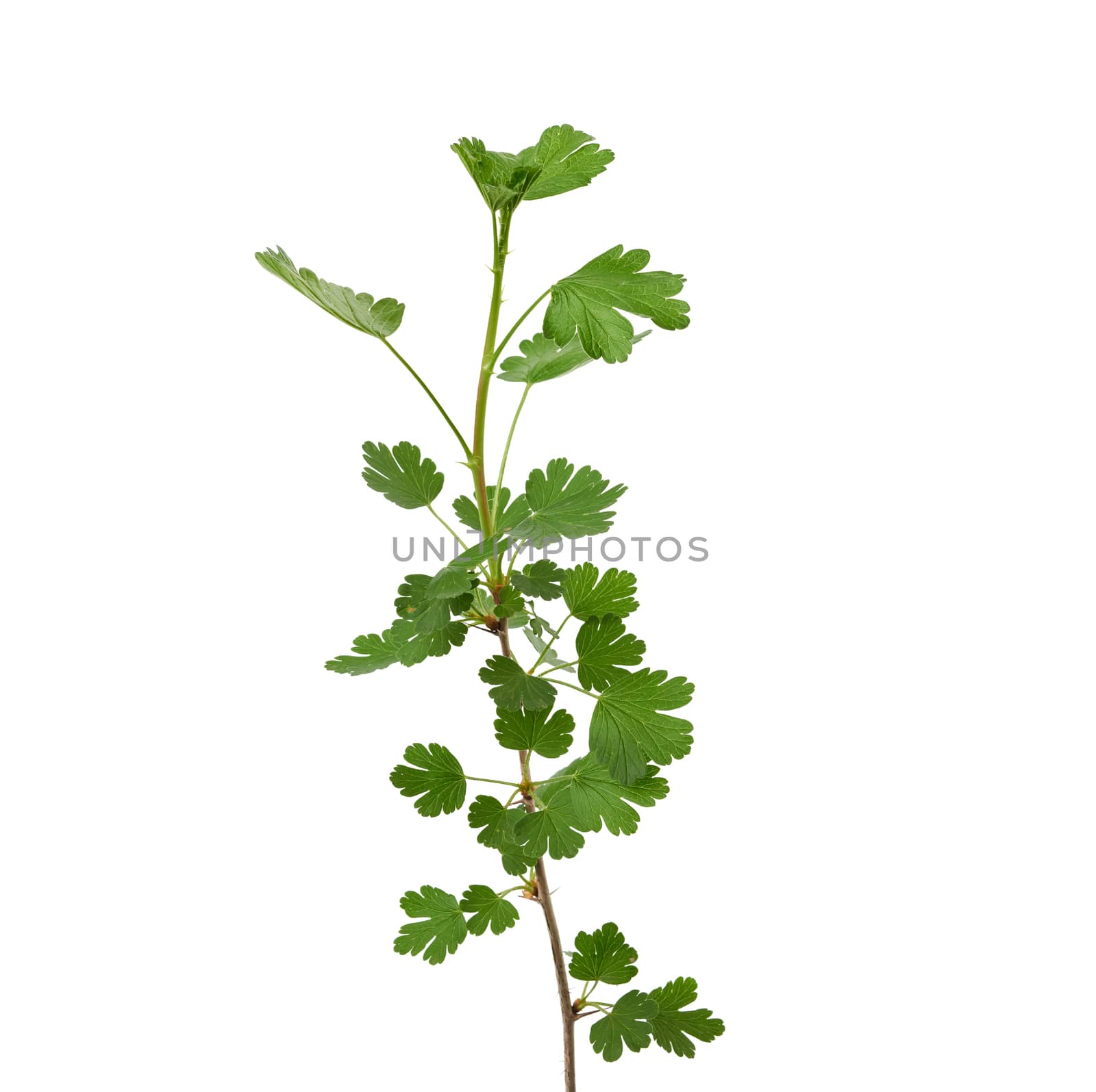 gooseberry branch with green leaves isolated on white background, close up
