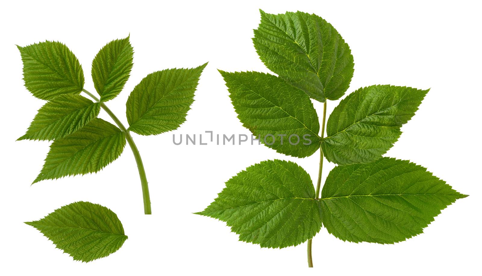 raspberry branch with green leaves isolated on white background, young shoot of a plant, set