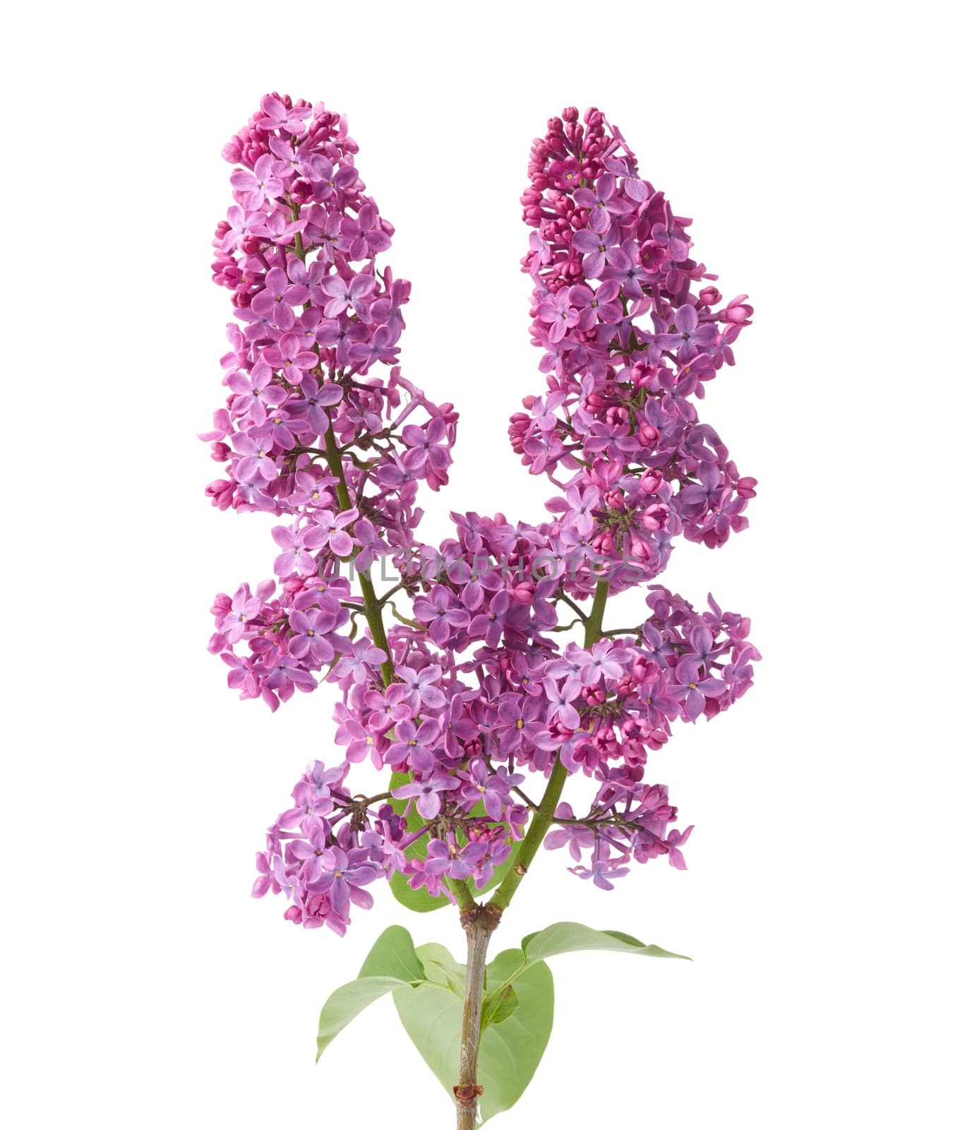branch of purple lilac with flowers and green leaves isolated on white background, spring bouquet