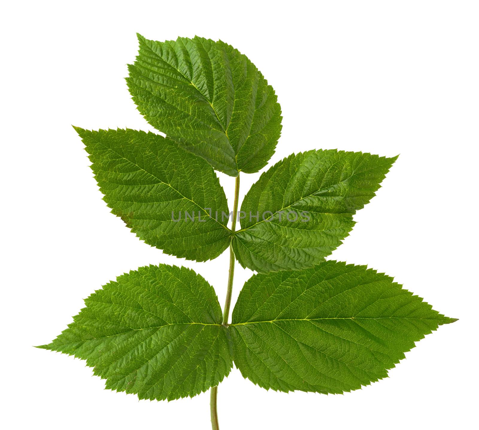raspberry branch with green leaves isolated on white background, young shoot of a plant