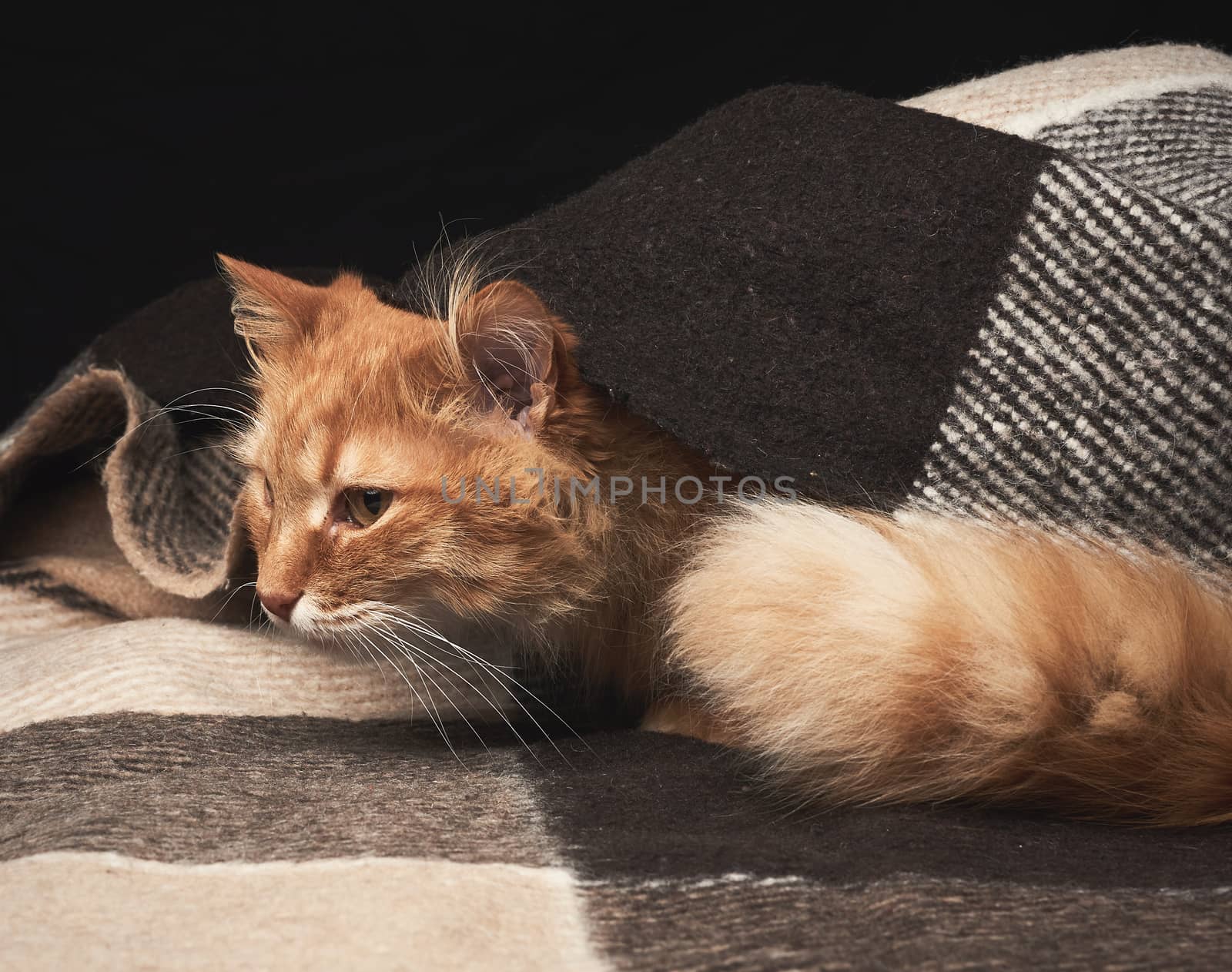 adult red cat with white mustache sits on a woolen blanket, dark background, animal looks away