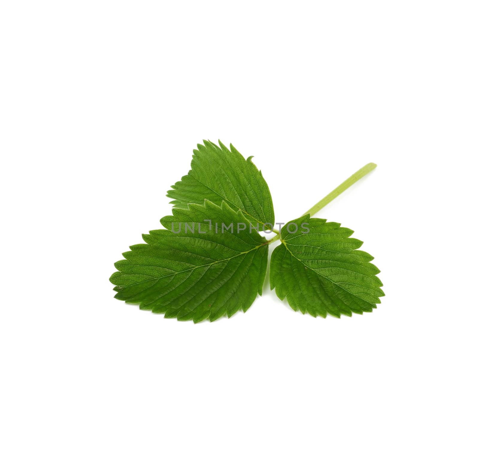 green strawberry leaf isolated on white background, top view
