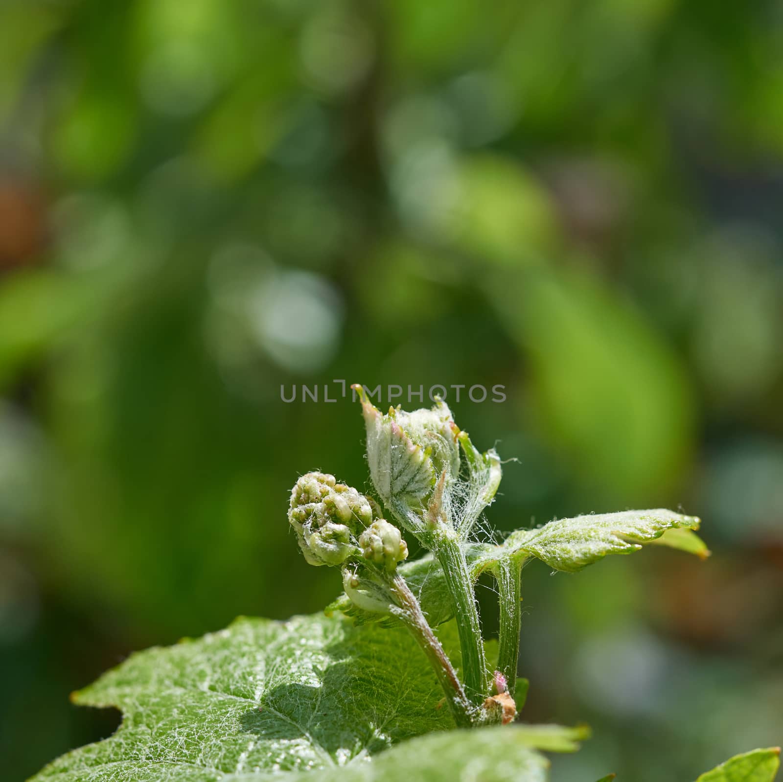 young green shoot of grapes, spring sunny day, close up