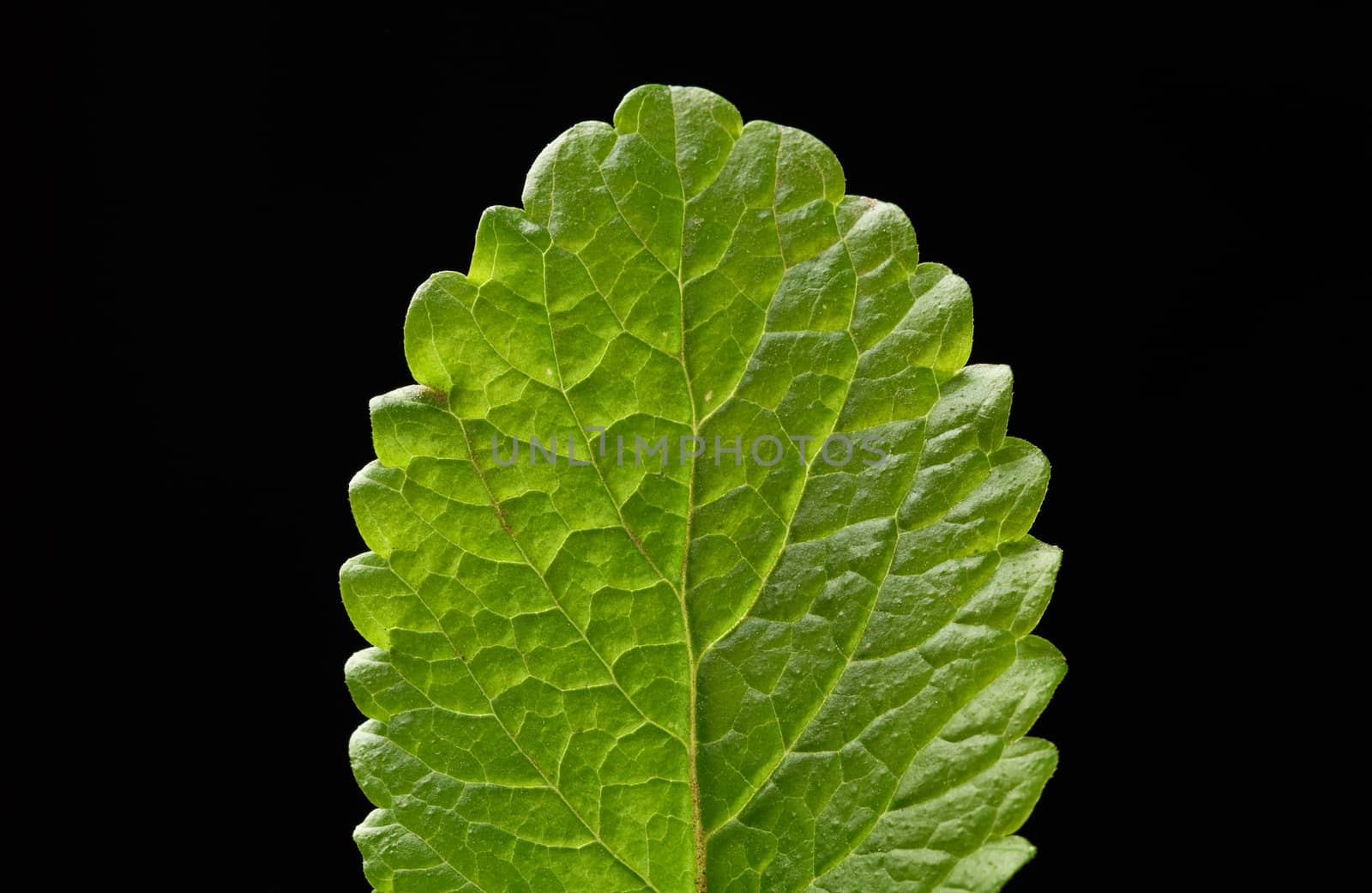 leaf of green fresh mint, fragrant seasoning for food and cocktails, close up