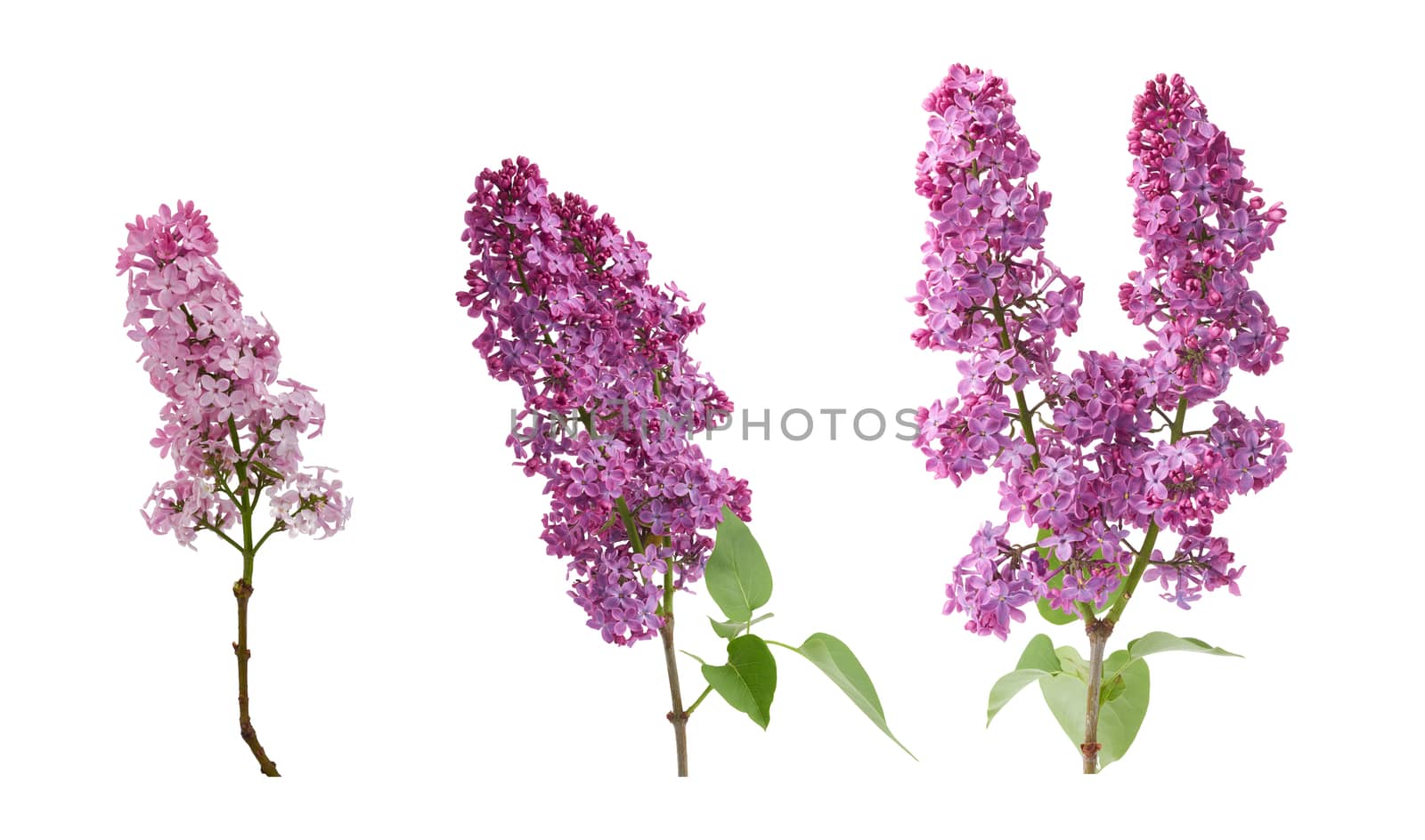 branch of purple lilac with flowers and green leaves isolated on white background, spring bouquet, set