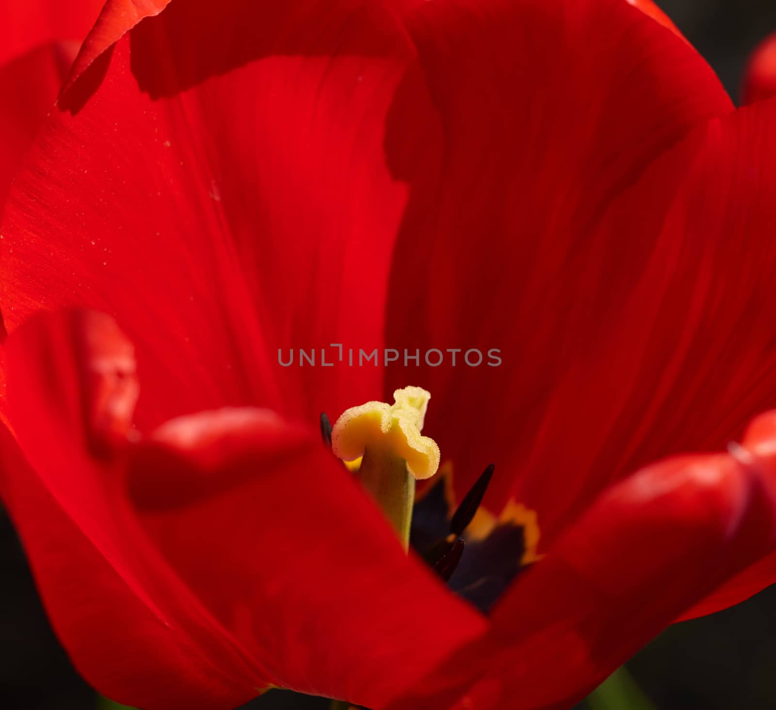 red bloomed tulip with yellow pestle, sunny day, close up