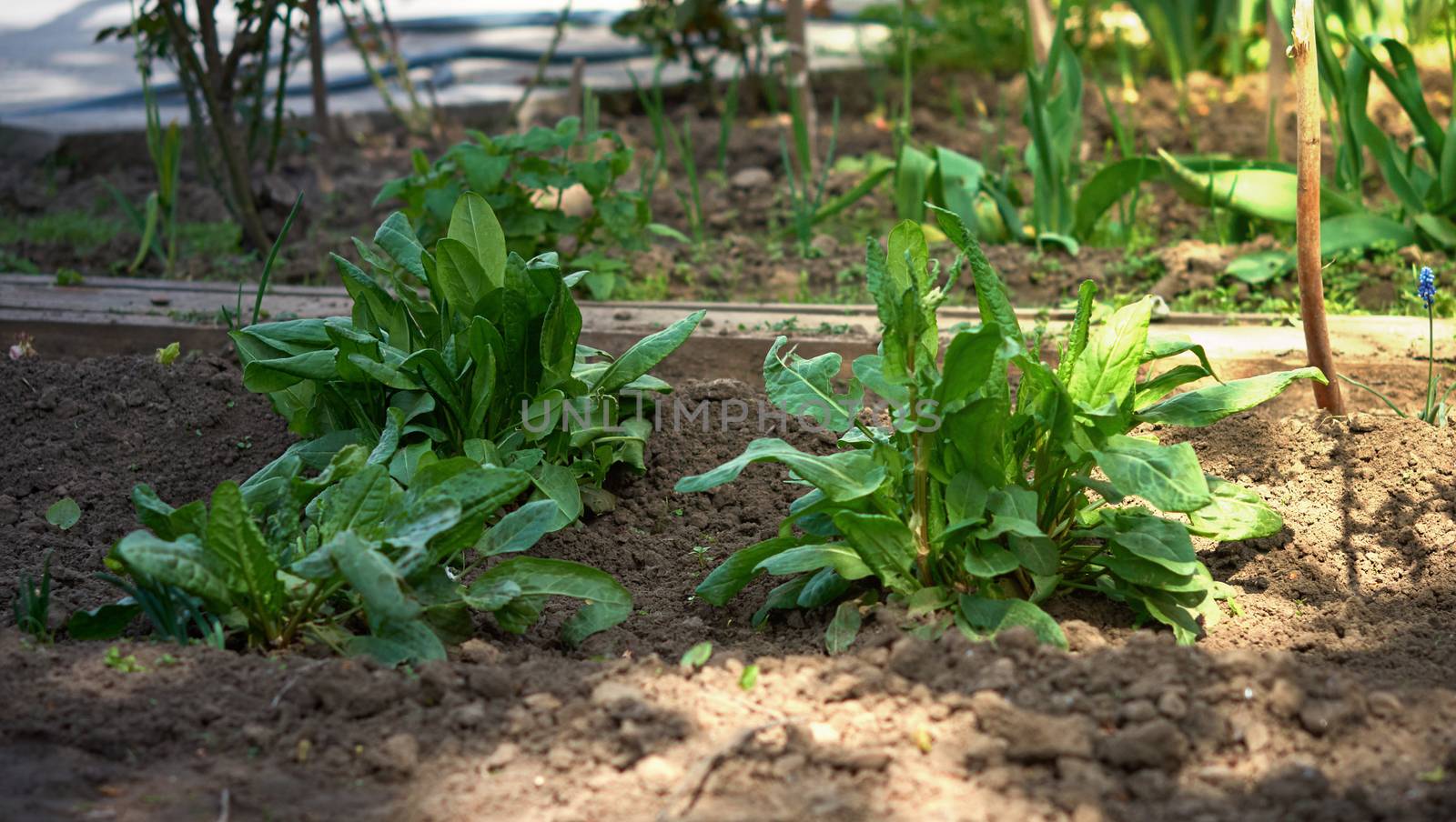 beds with green leaves of sorrel in the garden on a spring day
