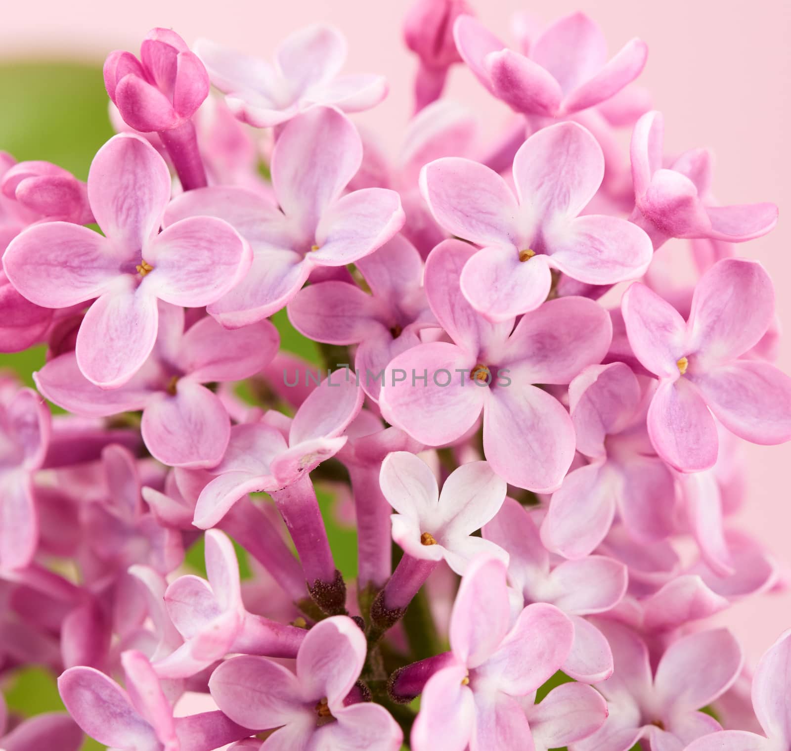 bouquet of pink lilac on a pink background, macro, copy space