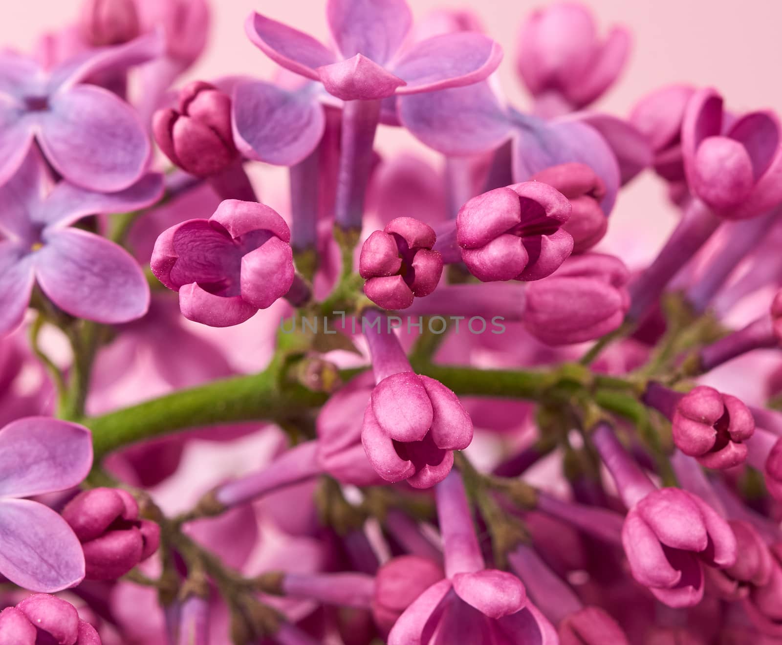 bouquet of purple blooming lilac on a pink background, macro