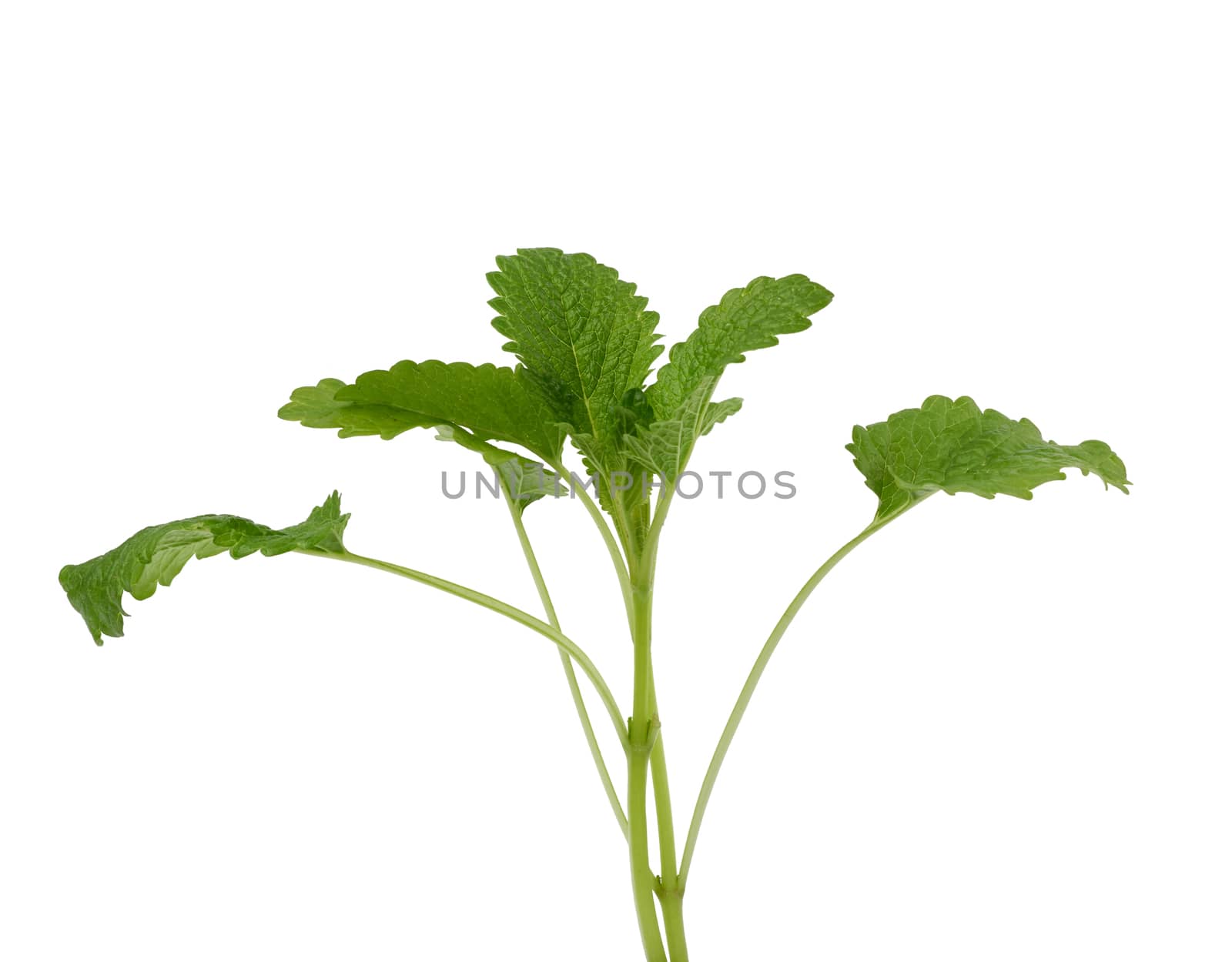 sprig of mint with green leaves on a white background, close up