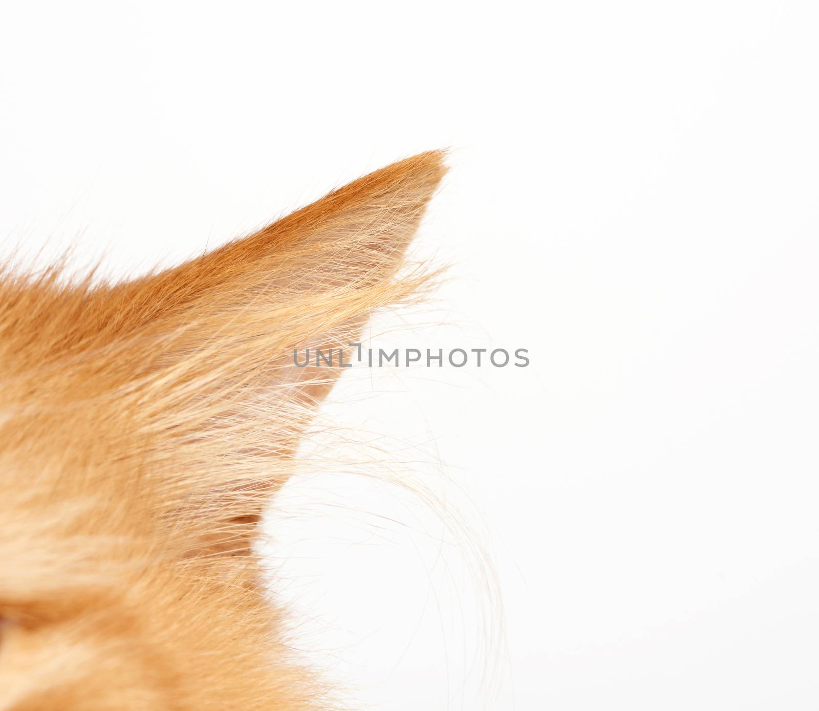 ear of a fluffy red cat on a white background, close up