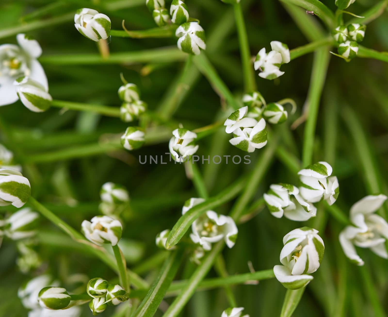 white flowers and green leaves Ornithogalum, top view, first spring flowers in the garden