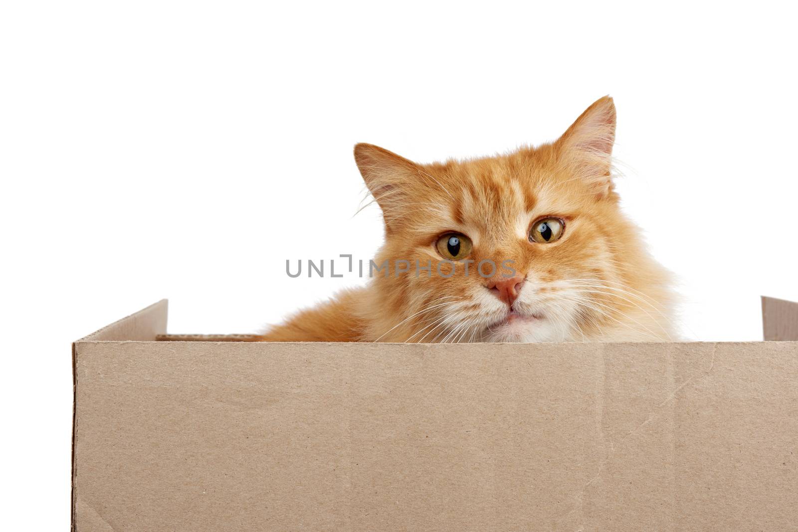 adult ginger cat sitting in a brown cardboard box on a white background, animal is looking at the camera