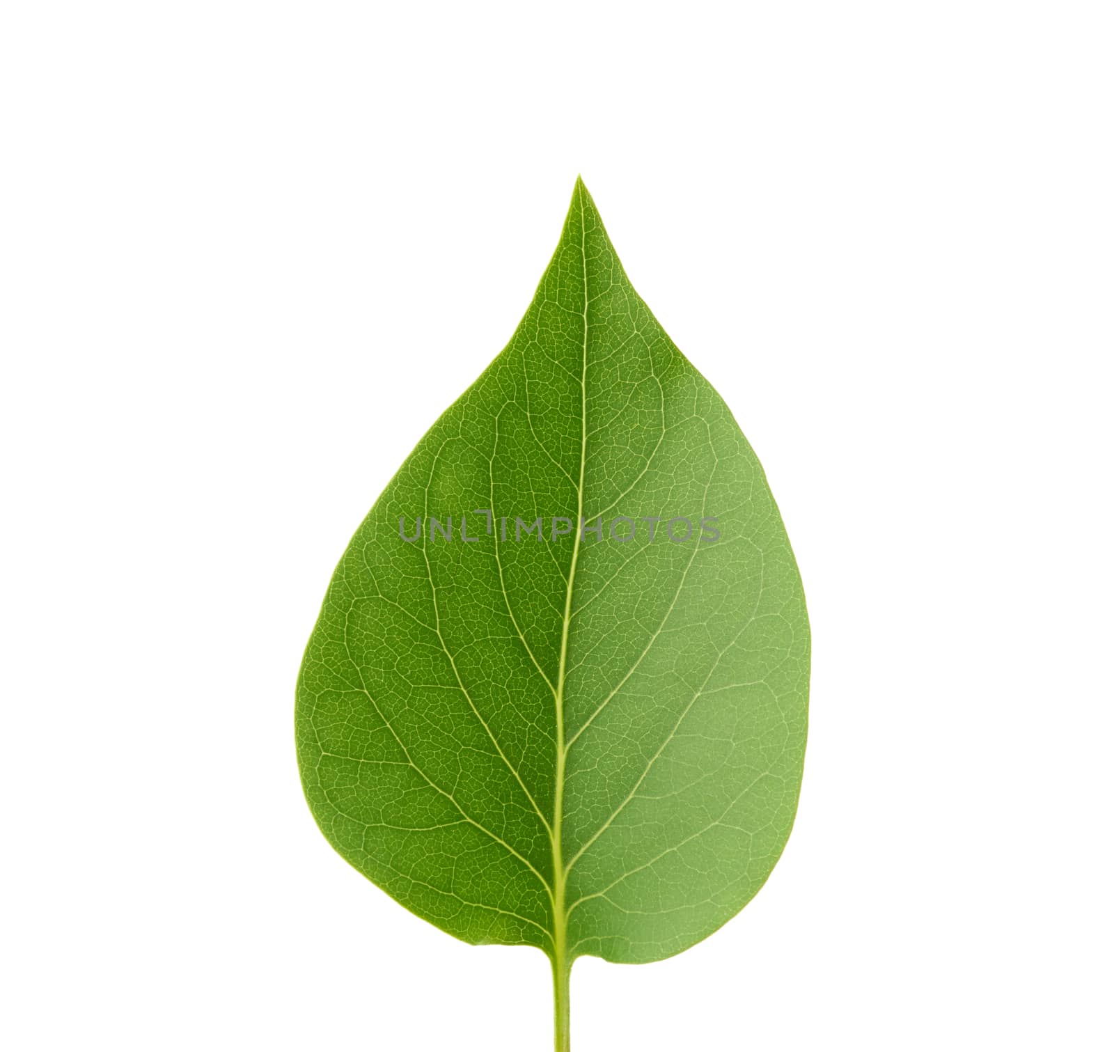 green leaf of lilac is isolated on a white background, close up