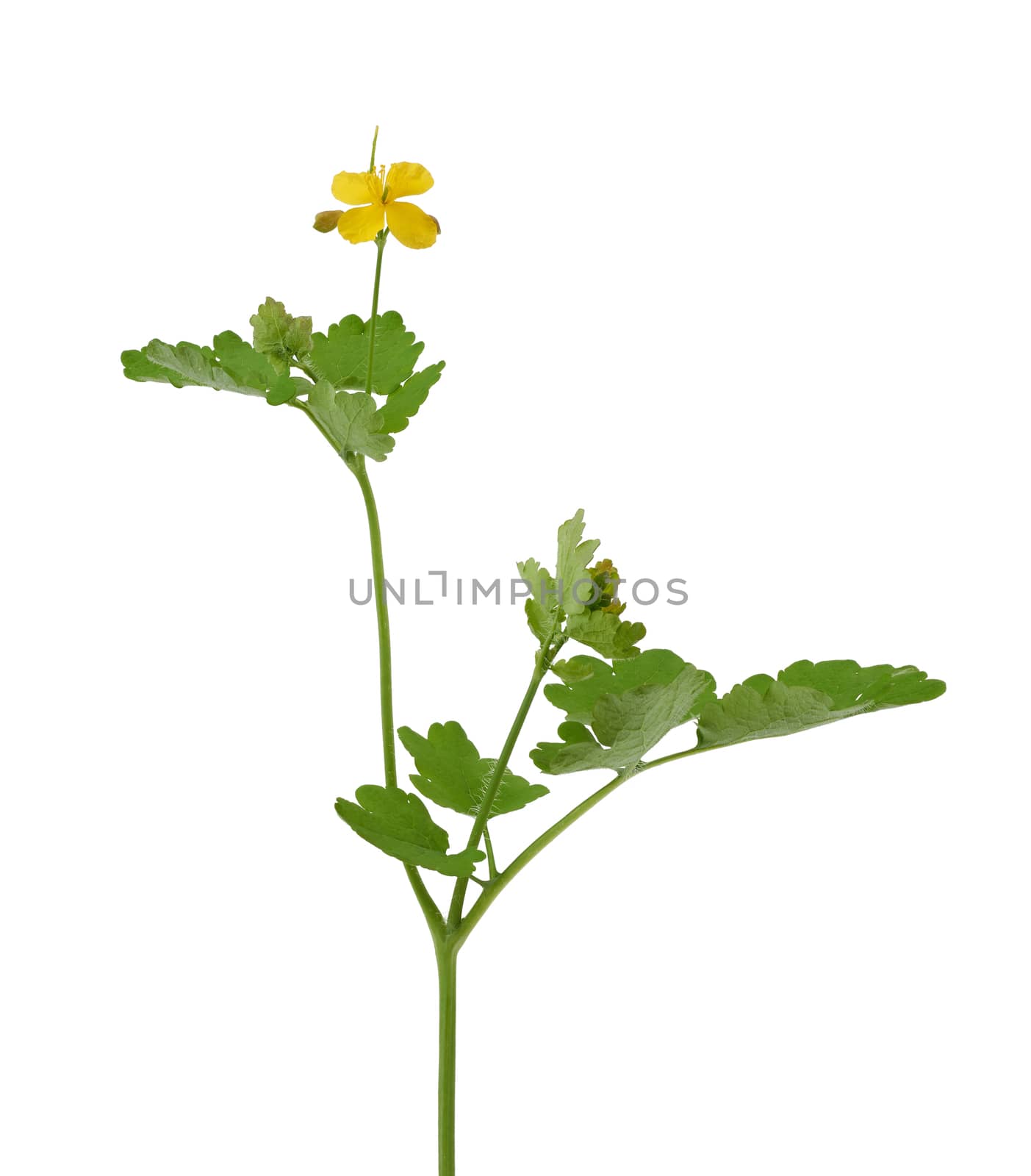 celandine branch with green leaves and yellow flowers isolated on white background