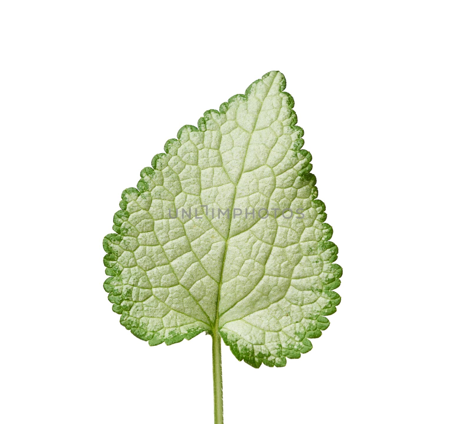 green leaf Lamium maculatum spotted or Deadnettle isolated on white background, close up