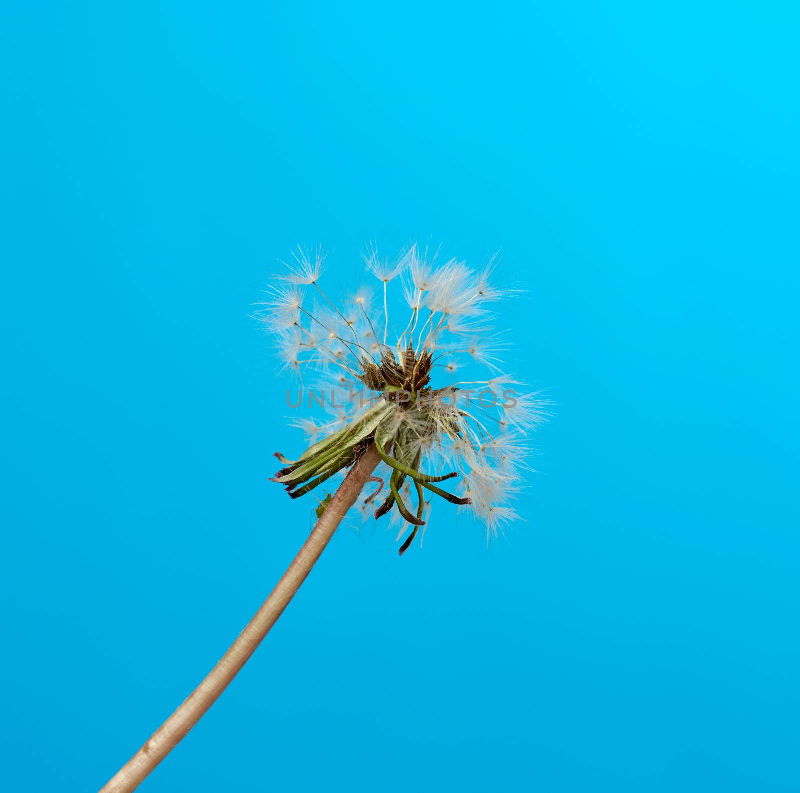 dandelion on a blue background, close up